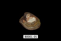 藏品(銀錦蛤)的圖片